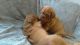 Dogue De Bordeaux Puppies for sale in Austin, TX, USA. price: NA