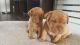Dogue De Bordeaux Puppies for sale in Pottsboro, TX 75076, USA. price: NA