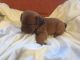 Dogue De Bordeaux Puppies for sale in Massachusetts Ave, Cambridge, MA, USA. price: NA