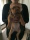 Dogue De Bordeaux Puppies for sale in PA-18, Albion, PA, USA. price: NA