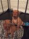 Dogue De Bordeaux Puppies for sale in Michigan Ave, Inkster, MI 48141, USA. price: NA