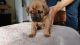 Dogue De Bordeaux Puppies for sale in New York, NY, USA. price: NA