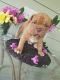 Dogue De Bordeaux Puppies for sale in Beachwood, OH 44122, USA. price: NA