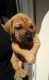 Dogue De Bordeaux Puppies for sale in Belle Vernon, PA 15012, USA. price: NA