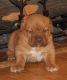 Dogue De Bordeaux Puppies for sale in Tecate, CA 91987, USA. price: NA
