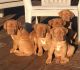 Dogue De Bordeaux Puppies for sale in Jacksonville, FL 32238, USA. price: NA