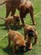 Dogue De Bordeaux Puppies for sale in Lake Cormorant, Mississippi 38641, USA. price: NA