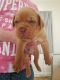 Dogue De Bordeaux Puppies for sale in Lake Cormorant, Mississippi 38641, USA. price: NA