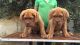 Dogue De Bordeaux Puppies for sale in Las Vegas, NV, USA. price: $500