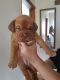 Dogue De Bordeaux Puppies for sale in Airport Center Rd, Allentown, PA 18109, USA. price: NA