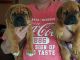 Dogue De Bordeaux Puppies for sale in Orangeburg, SC 29115, USA. price: $450