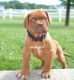 Dogue De Bordeaux Puppies for sale in Brooklyn, NY, USA. price: NA