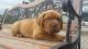 Dogue De Bordeaux Puppies for sale in Woodburn, IN 46797, USA. price: NA