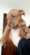 Dogue De Bordeaux Puppies for sale in Arlington, VA, USA. price: NA