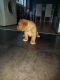 Dogue De Bordeaux Puppies for sale in NJ-17, Paramus, NJ 07652, USA. price: NA