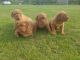Dogue De Bordeaux Puppies for sale in W Spring St, Spring Hill, KS 66083, USA. price: NA