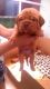 Dogue De Bordeaux Puppies for sale in St Paul, MN 55108, USA. price: NA