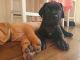 Dogue De Bordeaux Puppies for sale in Reynoldsville, PA 15851, USA. price: NA