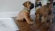 Dogue De Bordeaux Puppies for sale in Houston, TX, USA. price: NA
