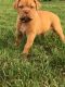 Dogue De Bordeaux Puppies for sale in Fresno, CA, USA. price: NA