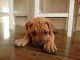 Dogue De Bordeaux Puppies for sale in Brownfield, TX 79316, USA. price: NA
