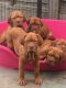Dogue De Bordeaux Puppies for sale in Oakland, CA 94624, USA. price: NA