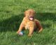 Dogue De Bordeaux Puppies for sale in Newark, NJ, USA. price: NA