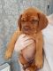 Dogue De Bordeaux Puppies for sale in New York County, New York, NY, USA. price: NA