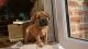 Dogue De Bordeaux Puppies for sale in Charleston, SC, USA. price: NA