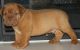 Dogue De Bordeaux Puppies for sale in Manitowoc, WI 54220, USA. price: $400