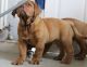 Dogue De Bordeaux Puppies for sale in San Francisco, CA 94133, USA. price: NA