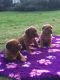 Dogue De Bordeaux Puppies for sale in Boston, MA, USA. price: NA