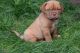 Dogue De Bordeaux Puppies for sale in Belton Honea Path Hwy, Belton, SC 29627, USA. price: NA