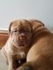 Dogue De Bordeaux Puppies for sale in Belton Honea Path Hwy, Belton, SC 29627, USA. price: $500