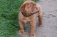 Dogue De Bordeaux Puppies for sale in Belton Honea Path Hwy, Belton, SC 29627, USA. price: $600