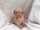 Dogue De Bordeaux Puppies for sale in Belton Honea Path Hwy, Belton, SC 29627, USA. price: $500