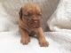 Dogue De Bordeaux Puppies for sale in Belton Honea Path Hwy, Belton, SC 29627, USA. price: NA