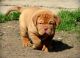 Dogue De Bordeaux Puppies for sale in Seattle, WA, USA. price: NA