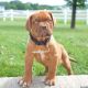 Dogue De Bordeaux Puppies for sale in Black River Falls, WI 54615, USA. price: NA