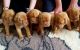 Dogue De Bordeaux Puppies for sale in Clifton, NJ, USA. price: NA