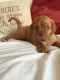 Dogue De Bordeaux Puppies for sale in New York County, NY, USA. price: NA