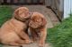 Dogue De Bordeaux Puppies for sale in Dallas, TX, USA. price: NA