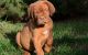 Dogue De Bordeaux Puppies for sale in Chicago, IL, USA. price: NA