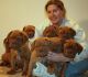 Dogue De Bordeaux Puppies for sale in Laredo, TX, USA. price: NA