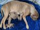 Dogue De Bordeaux Puppies for sale in Arcanum, OH 45304, USA. price: NA
