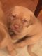 Dogue De Bordeaux Puppies for sale in Mt Sterling, OH 43143, USA. price: NA