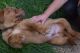Dogue De Bordeaux Puppies for sale in San Jose, CA, USA. price: NA