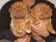 Dogue De Bordeaux Puppies for sale in Birmingham, AL, USA. price: NA
