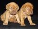 Dogue De Bordeaux Puppies for sale in Cheyenne, WY, USA. price: NA