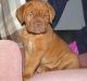 Dogue De Bordeaux Puppies for sale in Portland, OR, USA. price: NA